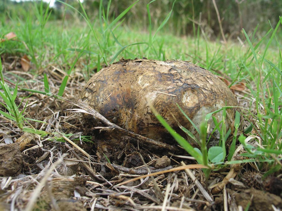 Pisolithus arizus